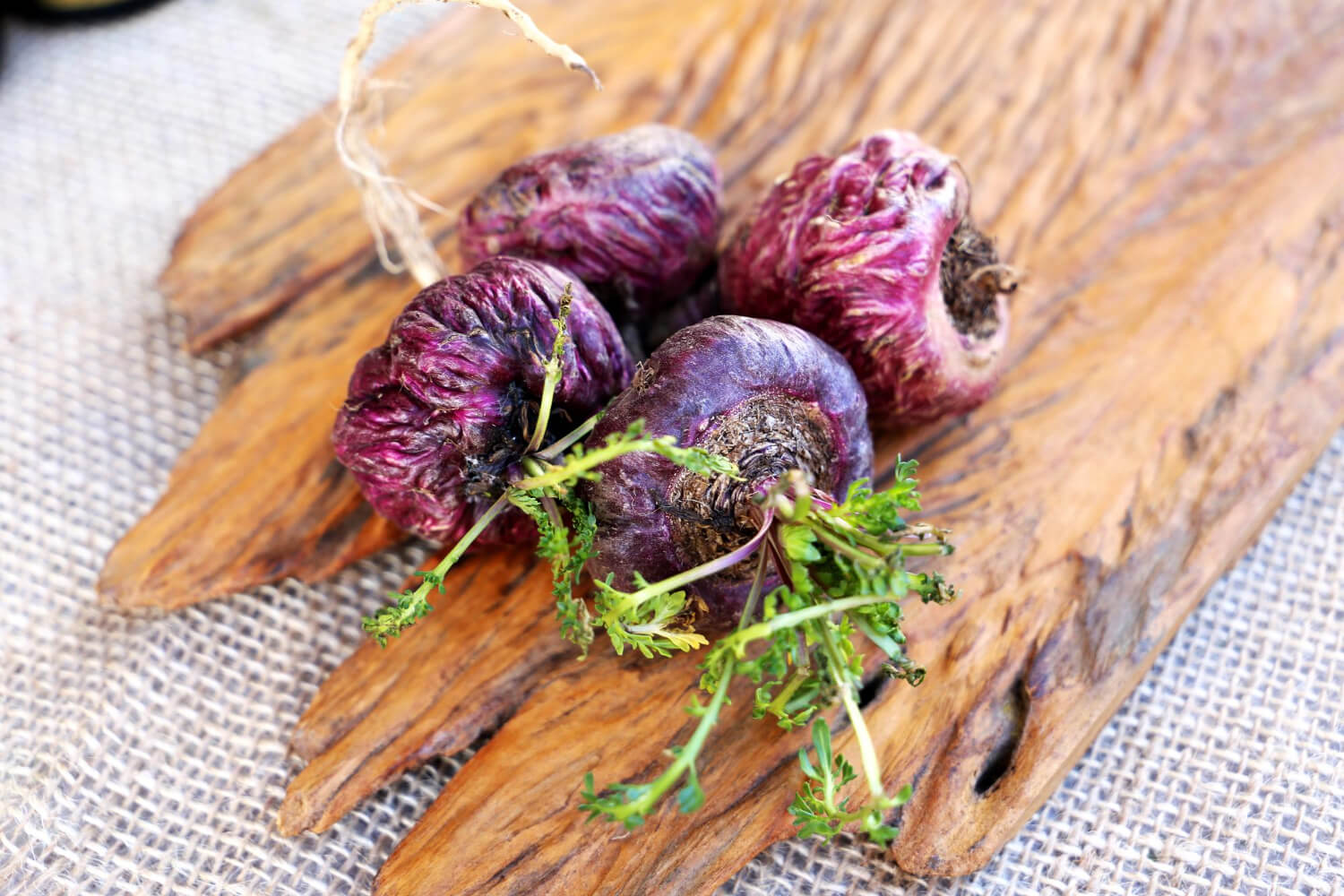 瑪卡怎麼吃？新鮮瑪卡可以入菜